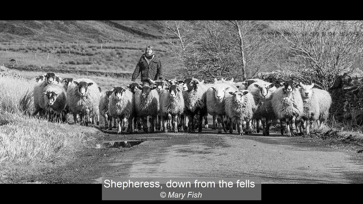 Shepheress, down from the fells  Mary Fish